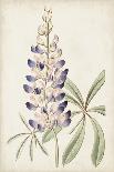 Antique Botanical Collection VI-Ridgeway-Art Print