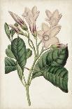 Antique Botanical Collection VIII-Ridgeway-Art Print