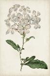 Antique Botanical Collection XI-Ridgeway-Framed Art Print