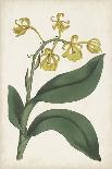 Antique Botanical Collection IX-Ridgeway-Art Print