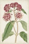 Antique Botanical Collection IX-Ridgeway-Art Print