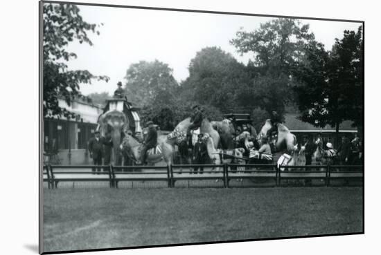 Riding Animals Bedecked for the Peace Day Celebrations, 19th July 1919-Frederick William Bond-Mounted Photographic Print