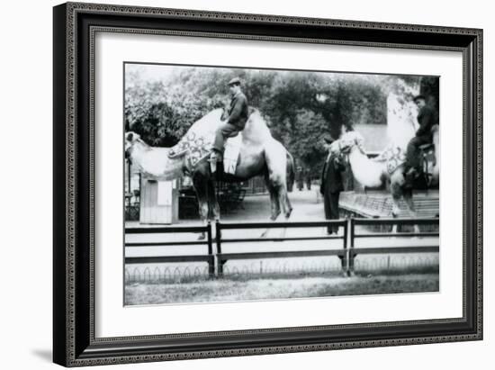 Riding Camels Bedecked for the Peace Day Celebrations, 19th July 1919-Frederick William Bond-Framed Photographic Print