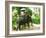 Riding Elephants in the Chalong Highlands, Phuket, Thailand, Southeast Asia, Asia-Nico Tondini-Framed Photographic Print