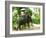 Riding Elephants in the Chalong Highlands, Phuket, Thailand, Southeast Asia, Asia-Nico Tondini-Framed Photographic Print