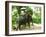 Riding Elephants in the Chalong Highlands, Phuket, Thailand, Southeast Asia, Asia-Nico Tondini-Framed Photographic Print