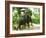 Riding Elephants in the Chalong Highlands, Phuket, Thailand, Southeast Asia, Asia-Nico Tondini-Framed Photographic Print