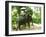 Riding Elephants in the Chalong Highlands, Phuket, Thailand, Southeast Asia, Asia-Nico Tondini-Framed Photographic Print