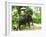 Riding Elephants in the Chalong Highlands, Phuket, Thailand, Southeast Asia, Asia-Nico Tondini-Framed Photographic Print