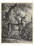 Woodland Deer VII-Ridinger-Framed Stretched Canvas