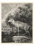 Woodland Deer IV-Ridinger-Framed Art Print