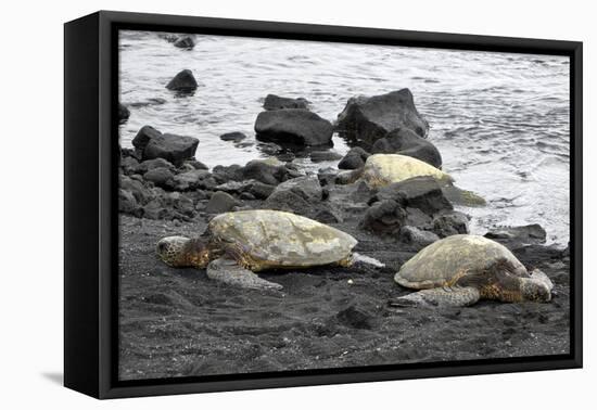 Ridleys Sea Turtles on black sand beach, Big Island, Hawaii-Gayle Harper-Framed Premier Image Canvas