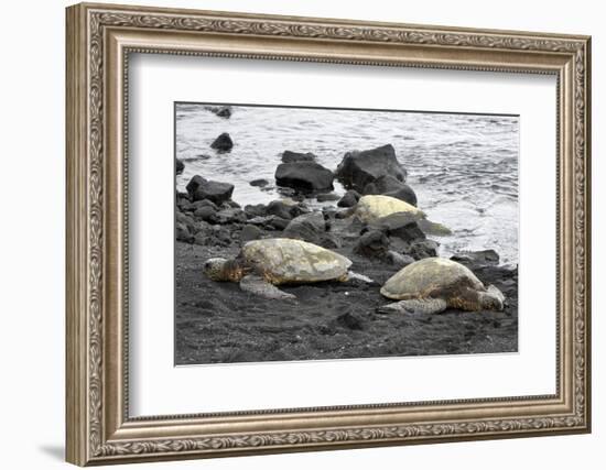 Ridleys Sea Turtles on black sand beach, Big Island, Hawaii-Gayle Harper-Framed Photographic Print