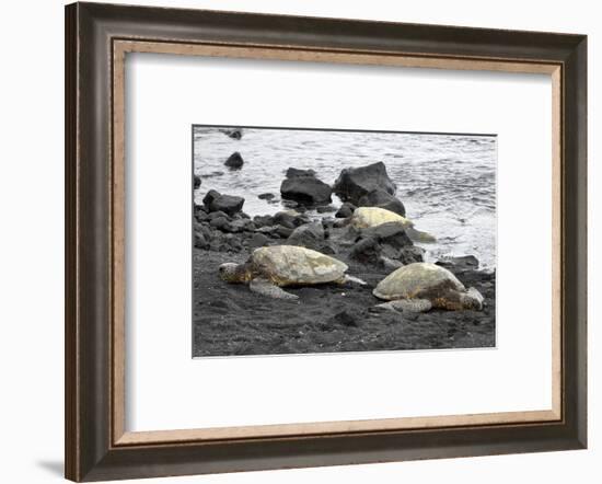 Ridleys Sea Turtles on black sand beach, Big Island, Hawaii-Gayle Harper-Framed Photographic Print