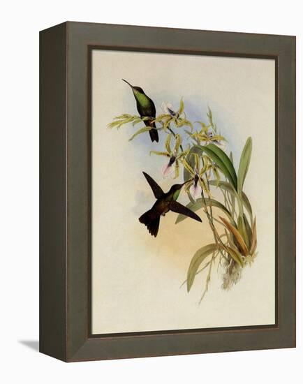 Rieffer's Amazili, Amazilia Riefferi-John Gould-Framed Premier Image Canvas