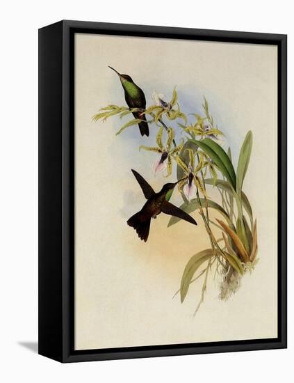 Rieffer's Amazili, Amazilia Riefferi-John Gould-Framed Premier Image Canvas