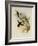 Rieffer's Amazili, Amazilia Riefferi-John Gould-Framed Giclee Print