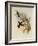 Rieffer's Amazili, Amazilia Riefferi-John Gould-Framed Giclee Print