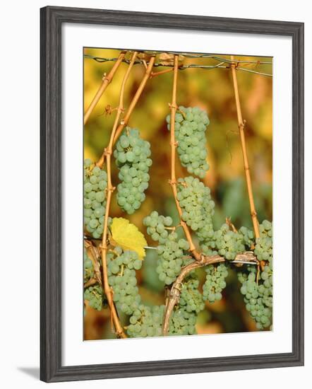 Riesling grapes hanging on vine shoots-Herbert Kehrer-Framed Photographic Print