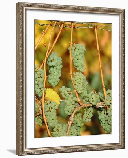 Riesling grapes hanging on vine shoots-Herbert Kehrer-Framed Photographic Print