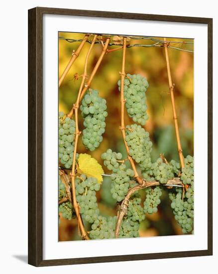 Riesling grapes hanging on vine shoots-Herbert Kehrer-Framed Photographic Print