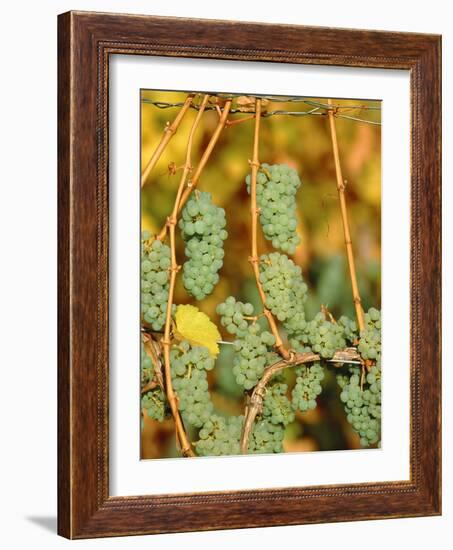 Riesling grapes hanging on vine shoots-Herbert Kehrer-Framed Photographic Print