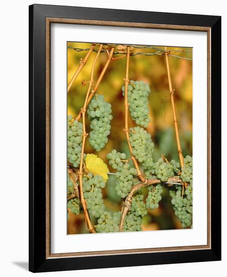 Riesling grapes hanging on vine shoots-Herbert Kehrer-Framed Photographic Print