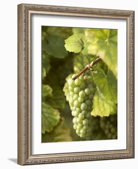 Riesling Grapes on the Vine-Joerg Lehmann-Framed Photographic Print