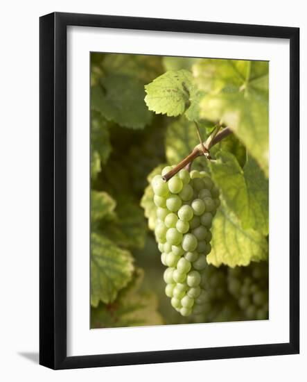 Riesling Grapes on the Vine-Joerg Lehmann-Framed Photographic Print