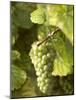 Riesling Grapes on the Vine-Joerg Lehmann-Mounted Photographic Print