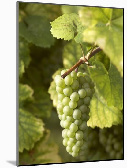 Riesling Grapes on the Vine-Joerg Lehmann-Mounted Photographic Print