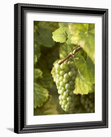 Riesling Grapes on the Vine-Joerg Lehmann-Framed Photographic Print