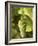 Riesling Grapes on the Vine-Joerg Lehmann-Framed Photographic Print