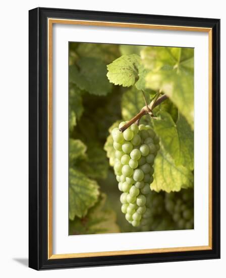 Riesling Grapes on the Vine-Joerg Lehmann-Framed Photographic Print