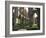 Rievaulx Abbey, Yorkshire, England, United Kingdom-Adam Woolfitt-Framed Photographic Print