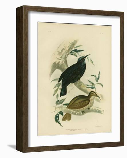 Rifle-Bird, 1891-Gracius Broinowski-Framed Giclee Print