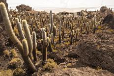 Cacti in Salar De Uyuni-Rigamondis-Mounted Photographic Print