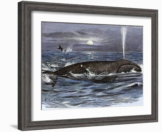 Right Whale Spouting-null-Framed Giclee Print