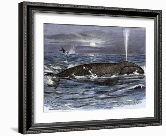 Right Whale Spouting-null-Framed Giclee Print