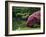 Rikugin Garden, Tokyo, Japan-null-Framed Photographic Print