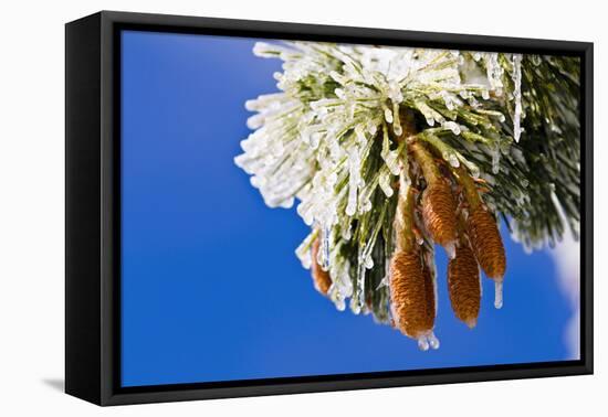 Rime ice on pine cones and needles, San Bernardino National Forest, California, USA-Russ Bishop-Framed Premier Image Canvas