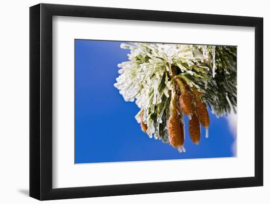 Rime ice on pine cones and needles, San Bernardino National Forest, California, USA-Russ Bishop-Framed Photographic Print