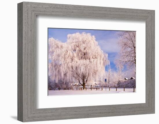 Rime, Trees, Rettin, Schleswig-Holstein-Thomas Ebelt-Framed Photographic Print