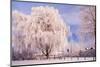 Rime, Trees, Rettin, Schleswig-Holstein-Thomas Ebelt-Mounted Photographic Print