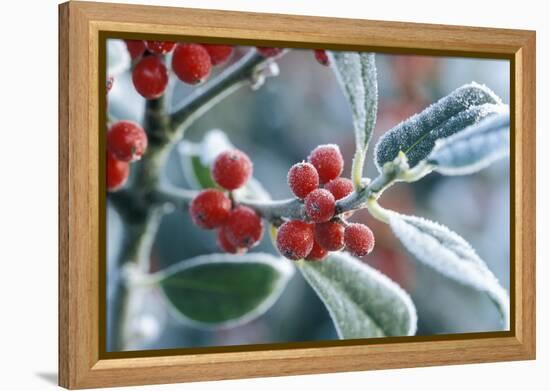 Rimed Berries of the Holly Frosted-null-Framed Premier Image Canvas