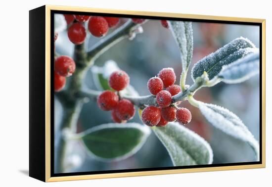 Rimed Berries of the Holly Frosted-null-Framed Premier Image Canvas