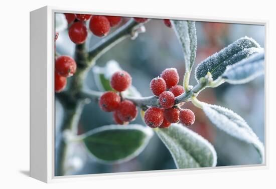 Rimed Berries of the Holly Frosted-null-Framed Premier Image Canvas