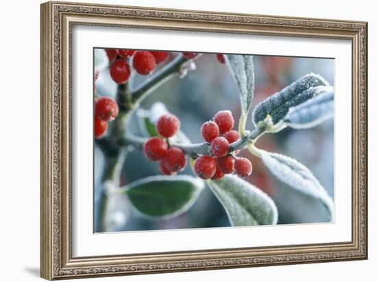 Rimed Berries of the Holly Frosted-null-Framed Photographic Print