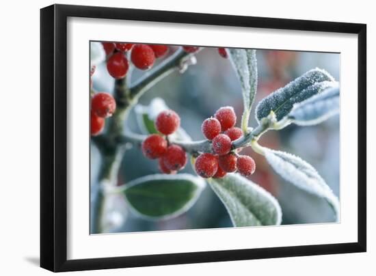 Rimed Berries of the Holly Frosted-null-Framed Photographic Print