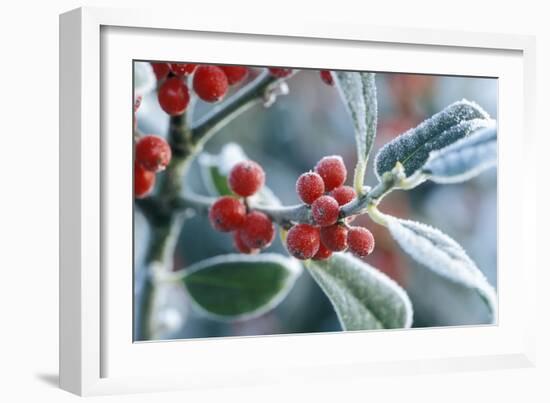 Rimed Berries of the Holly Frosted-null-Framed Photographic Print